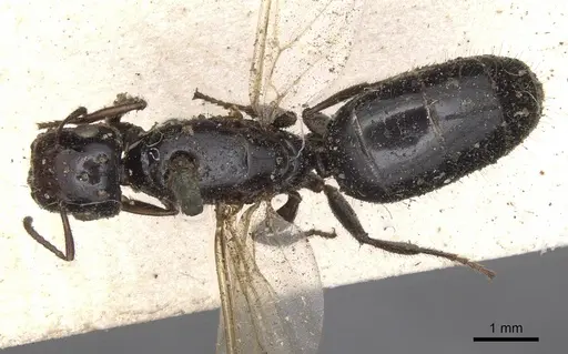 Colobopsis perneser specimen CASENT0901908 image casent0901908_1