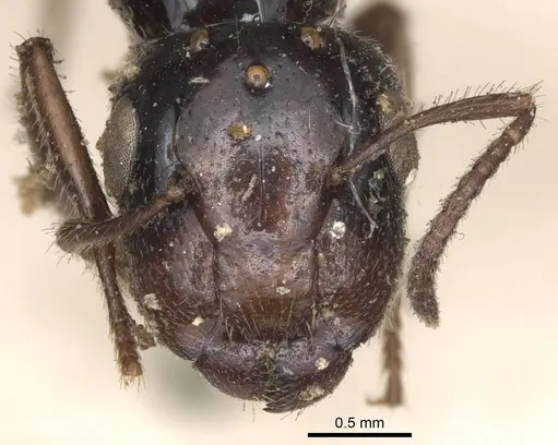 Colobopsis perneser specimen CASENT0901908 image casent0901908_2