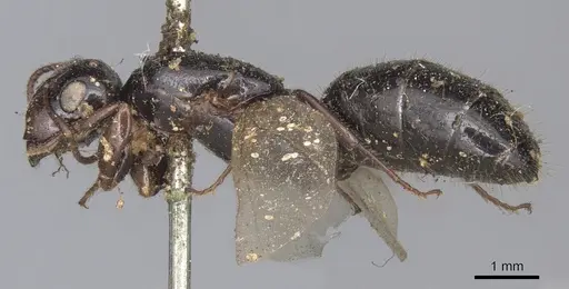 Colobopsis perneser specimen CASENT0901908 image casent0901908_3