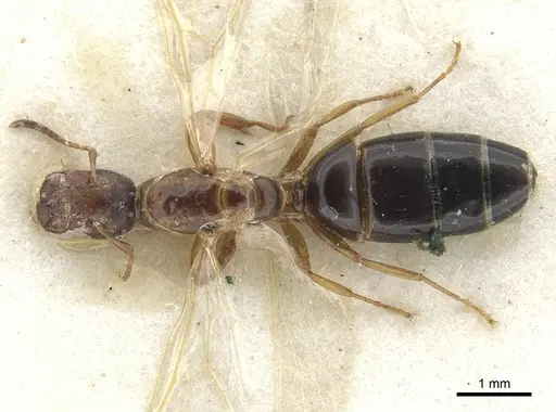 Colobopsis phragmaticola specimen CASENT0903592 image casent0903592_1