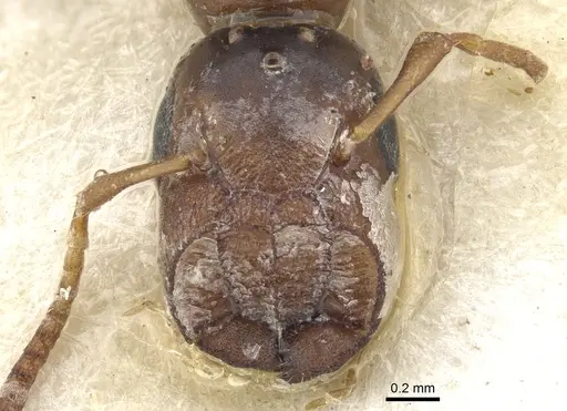Colobopsis phragmaticola specimen CASENT0903592 image casent0903592_2