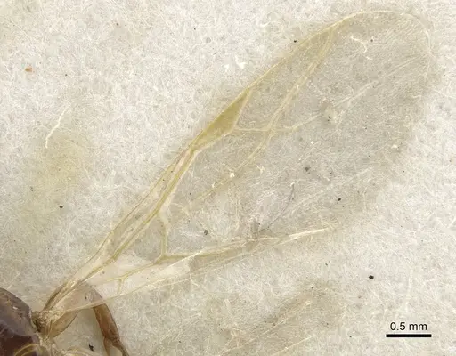 Colobopsis phragmaticola specimen CASENT0903592 image casent0903592_4