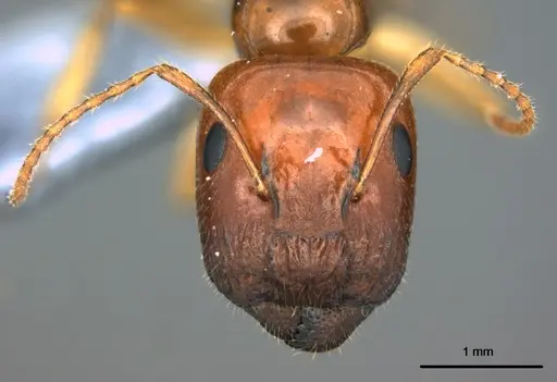 Colobopsis polynesica specimen CASENT0187123 image casent0187123_2