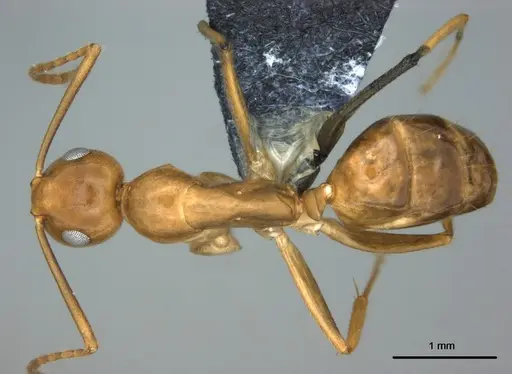 Colobopsis polynesica specimen CASENT0187250 image casent0187250_1