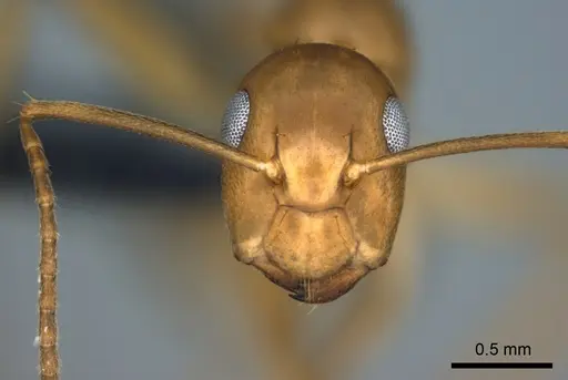 Colobopsis polynesica specimen CASENT0187250 image casent0187250_2