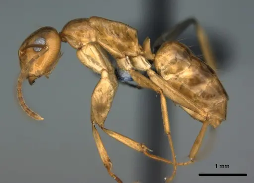Colobopsis polynesica specimen CASENT0187250 image casent0187250_3