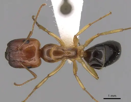 Colobopsis polynesica specimen CASENT0280251 image casent0280251_1