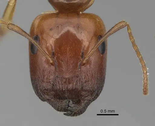 Colobopsis polynesica specimen CASENT0280251 image casent0280251_2