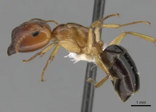 Colobopsis polynesica specimen CASENT0280251 image casent0280251_3