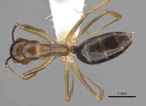 Colobopsis polynesica specimen CASENT0280252 image casent0280252_1