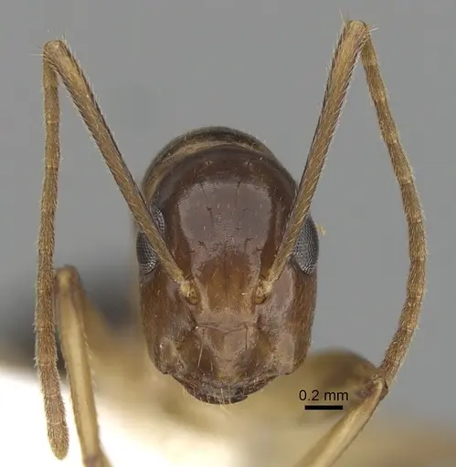 Colobopsis polynesica specimen CASENT0280252 image casent0280252_2