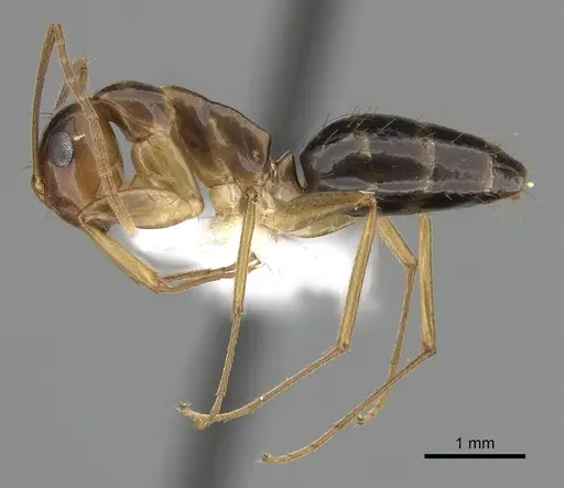 Colobopsis polynesica specimen CASENT0280252 image casent0280252_3