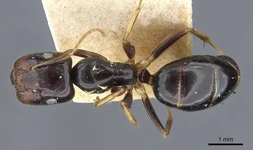 Colobopsis polynesica specimen CASENT0905845 image casent0905845_1