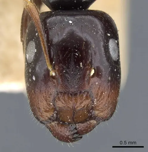 Colobopsis polynesica specimen CASENT0905845 image casent0905845_2