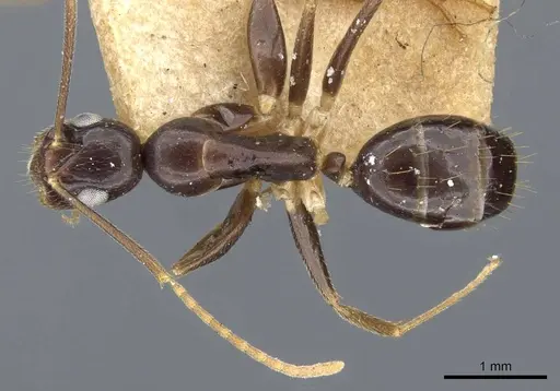 Colobopsis polynesica specimen CASENT0905846 image casent0905846_1