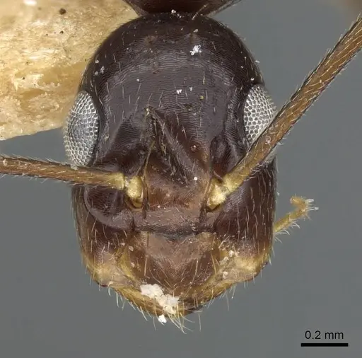 Colobopsis polynesica specimen CASENT0905846 image casent0905846_2