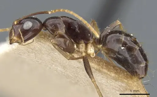 Colobopsis polynesica specimen CASENT0905846 image casent0905846_3