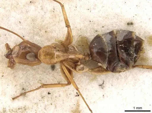 Colobopsis polynesica specimen CASENT0906980 image casent0906980_2