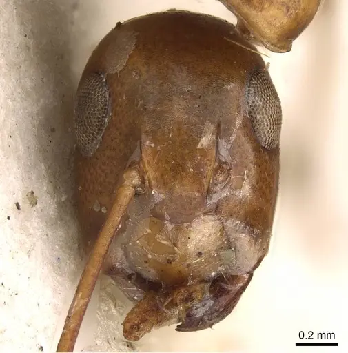 Colobopsis polynesica specimen CASENT0906980 image casent0906980_3