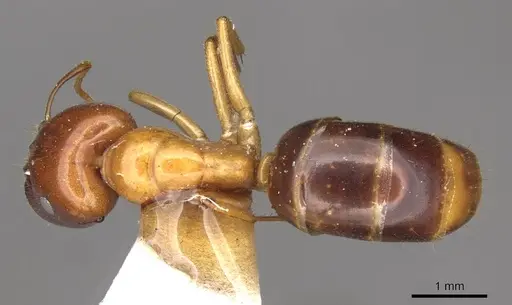 Colobopsis polynesica specimen CASENT0910585 image casent0910585_1