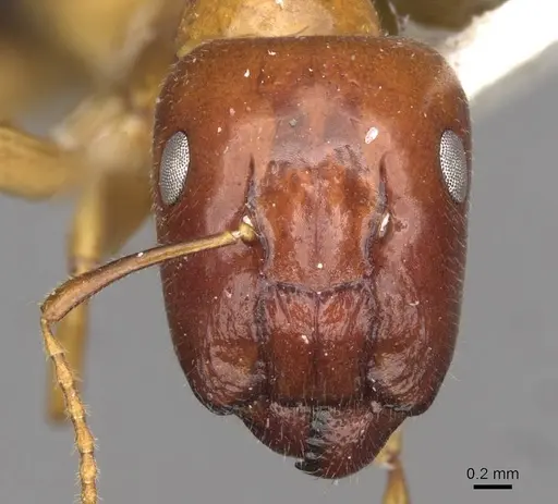 Colobopsis polynesica specimen CASENT0910585 image casent0910585_2