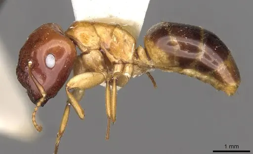 Colobopsis polynesica specimen CASENT0910585 image casent0910585_3