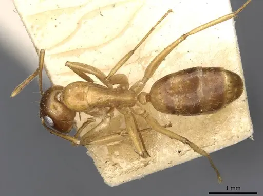 Colobopsis polynesica specimen CASENT0910586 image casent0910586_1