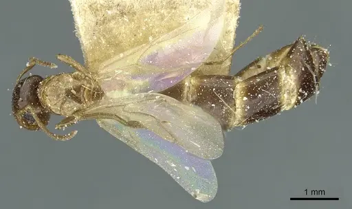 Colobopsis pylora specimen CASENT0911630 image casent0911630_1