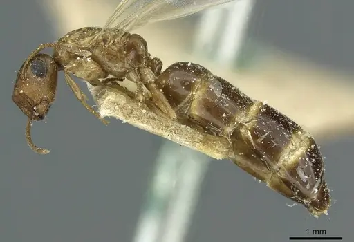 Colobopsis pylora specimen CASENT0911630 image casent0911630_3