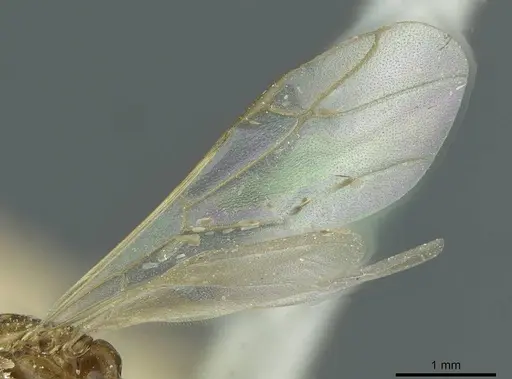 Colobopsis pylora specimen CASENT0911630 image casent0911630_4