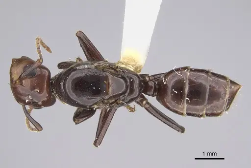 Colobopsis quadriceps specimen CASENT0217690 image casent0217690_1