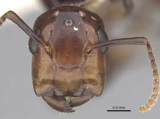 Colobopsis quadriceps specimen CASENT0217690 image casent0217690_2