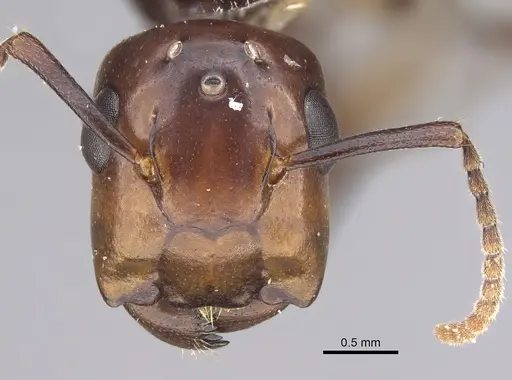 Colobopsis quadriceps specimen CASENT0217690 image casent0217690_3