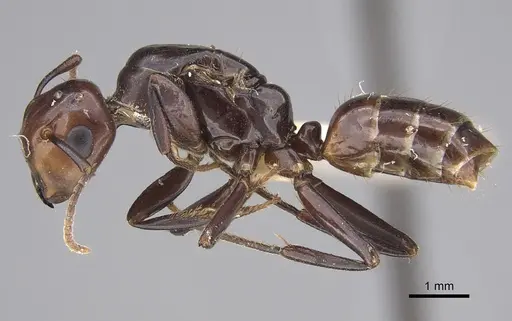 Colobopsis quadriceps specimen CASENT0217690 image casent0217690_4