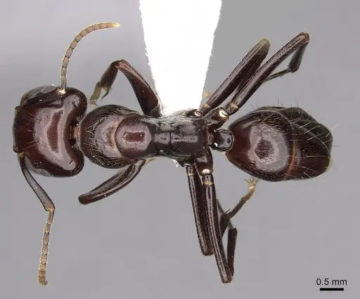 Colobopsis quadriceps specimen CASENT0280263 image casent0280263_1