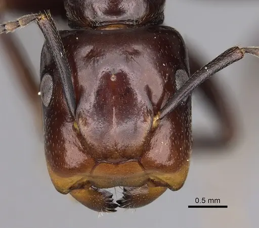 Colobopsis quadriceps specimen CASENT0280263 image casent0280263_2