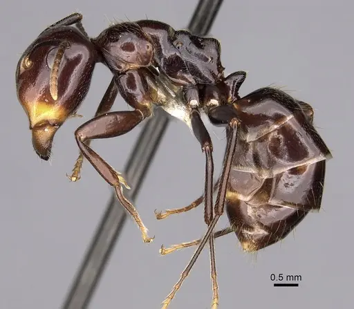 Colobopsis quadriceps specimen CASENT0280263 image casent0280263_3