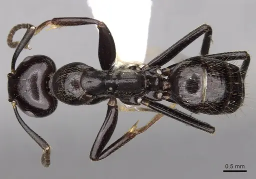 Colobopsis quadriceps specimen CASENT0280264 image casent0280264_1
