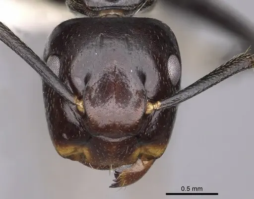 Colobopsis quadriceps specimen CASENT0280264 image casent0280264_2