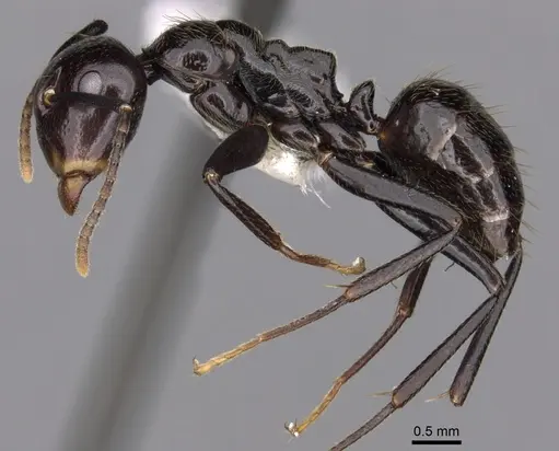 Colobopsis quadriceps specimen CASENT0280264 image casent0280264_3