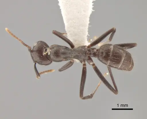 Colobopsis quadriceps specimen CASENT0886713 image casent0886713_1