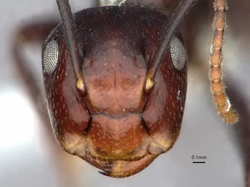 Colobopsis quadriceps specimen CASENT0886713 image casent0886713_2