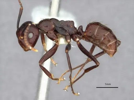 Colobopsis quadriceps specimen CASENT0886713 image casent0886713_3