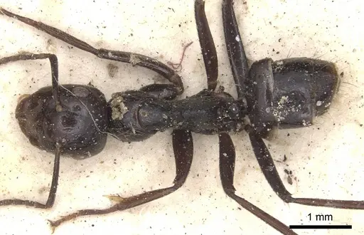 Colobopsis quadriceps specimen CASENT0901909 image casent0901909_1