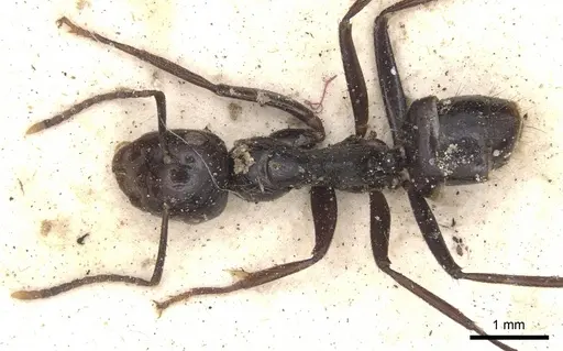 Colobopsis quadriceps specimen CASENT0901909 image casent0901909_2
