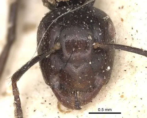 Colobopsis quadriceps specimen CASENT0901909 image casent0901909_3