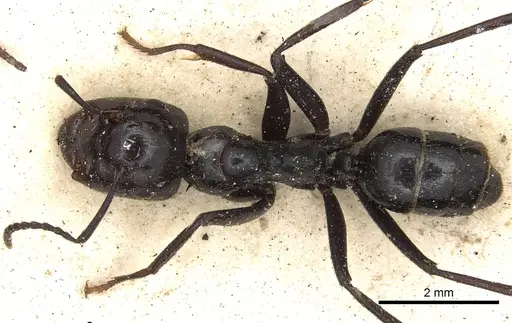 Colobopsis quadriceps specimen CASENT0901971 image casent0901971_1