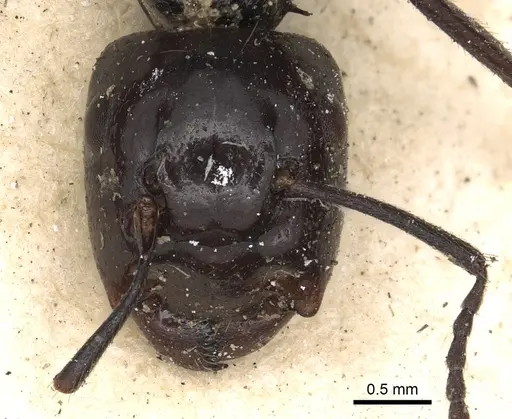 Colobopsis quadriceps specimen CASENT0901971 image casent0901971_2