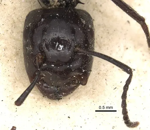 Colobopsis quadriceps specimen CASENT0901971 image casent0901971_3