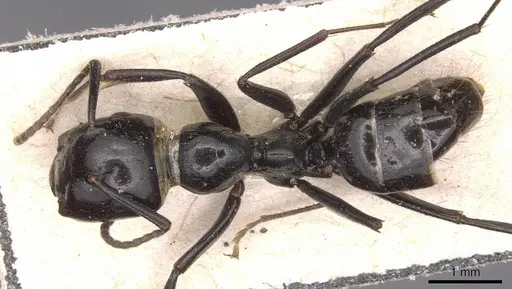 Colobopsis quadriceps specimen CASENT0905469 image casent0905469_1